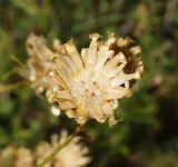 Centaurea orientalis