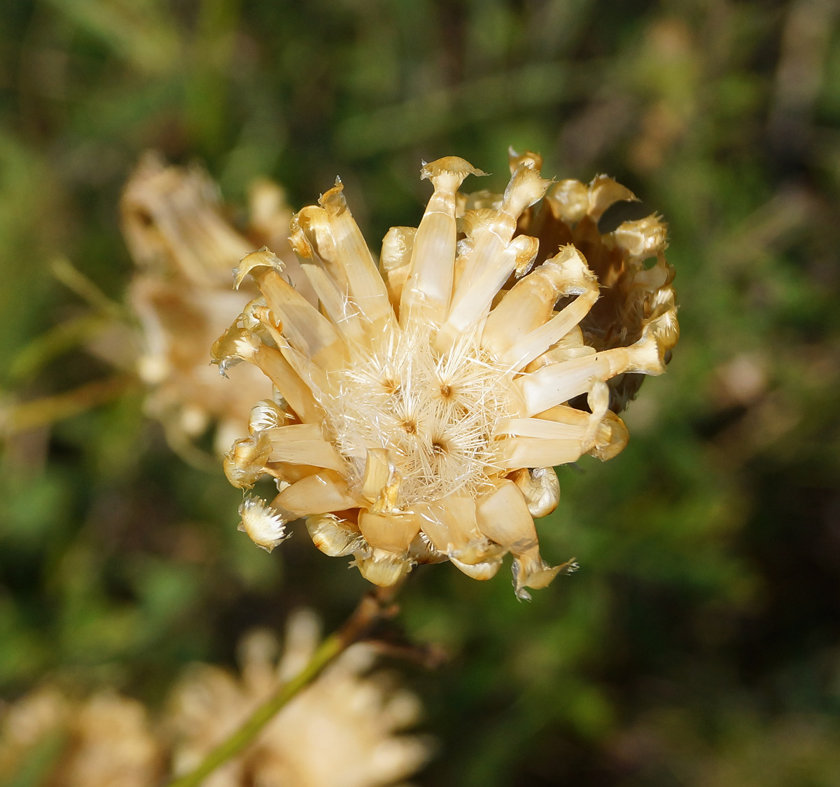 Image of Centaurea orientalis specimen.
