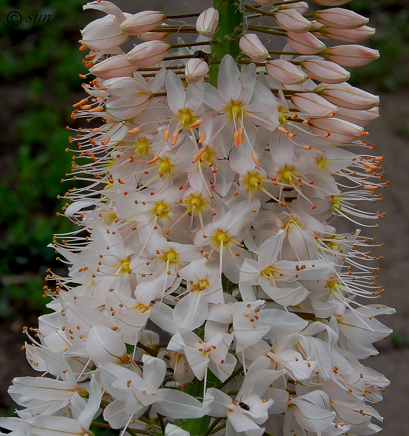 Изображение особи Eremurus robustus.