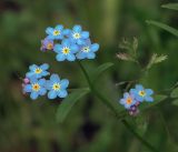 Myosotis sylvatica