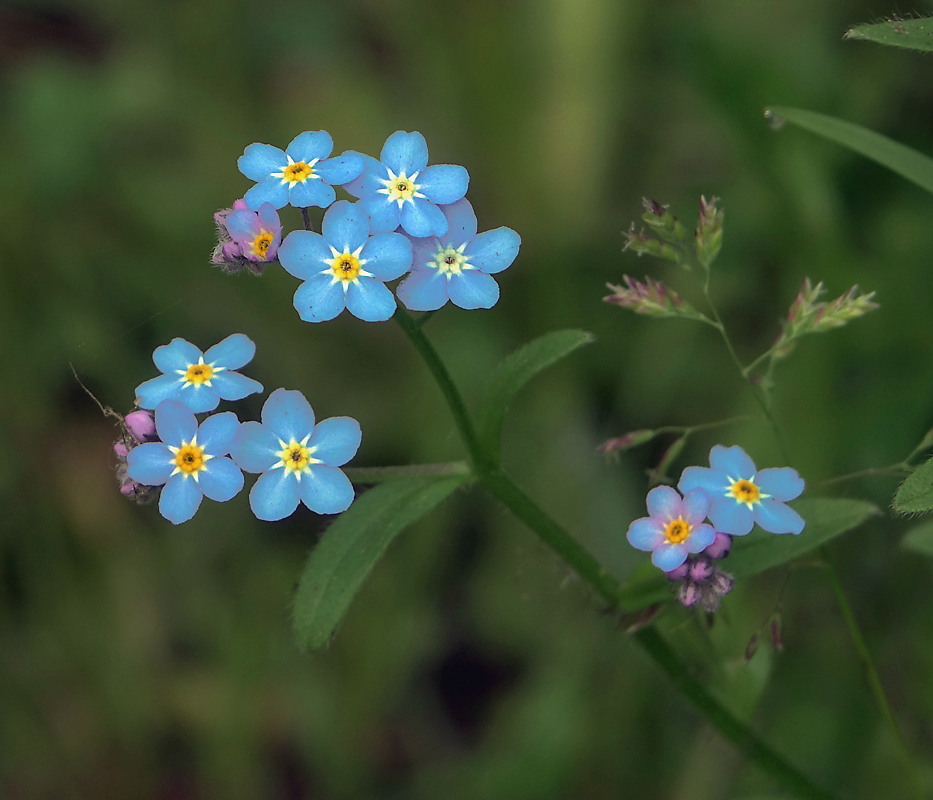 Image of Myosotis sylvatica specimen.