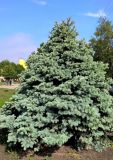 Picea pungens form glauca