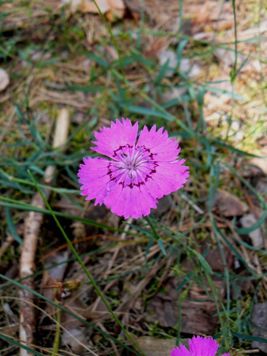 Изображение особи Dianthus versicolor.