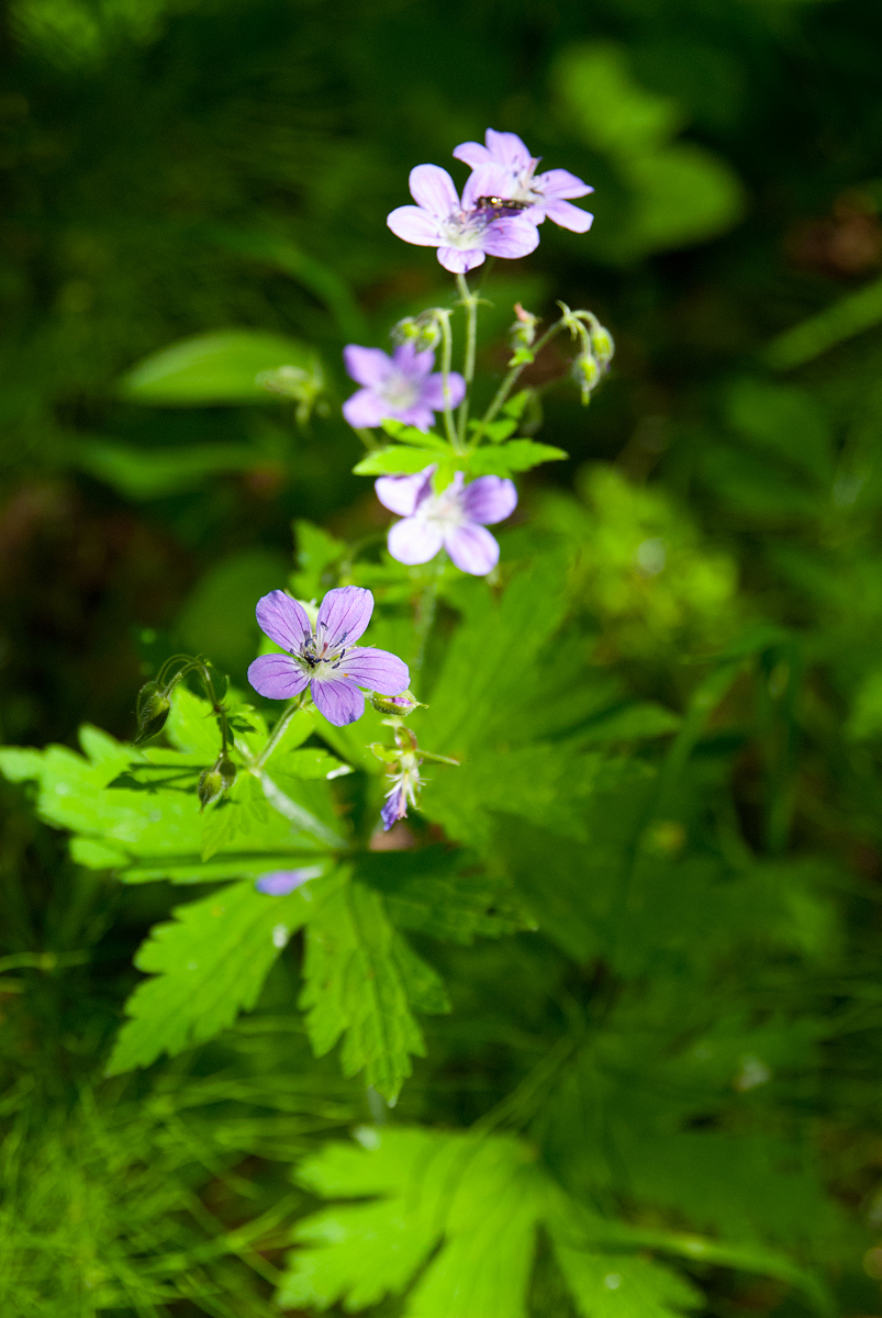 Изображение особи Geranium sylvaticum.