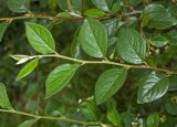 Cotoneaster lucidus