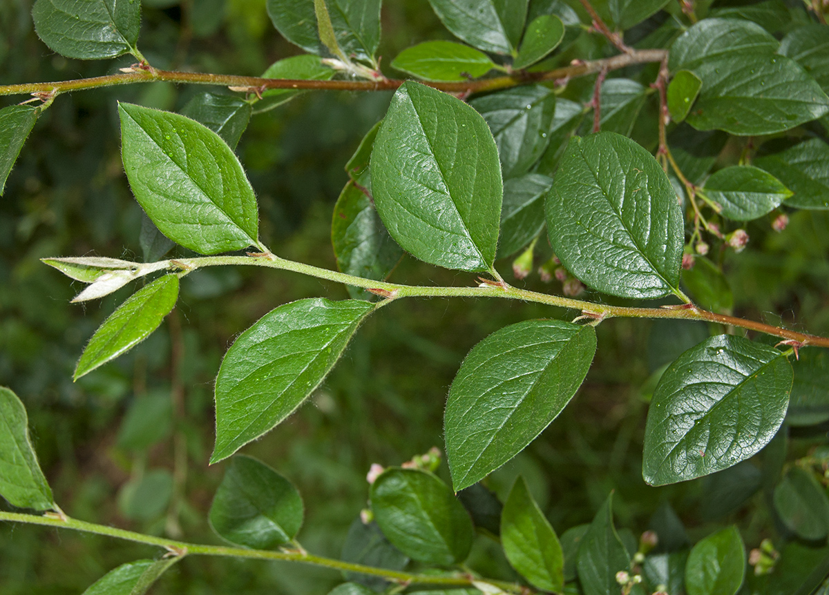 Изображение особи Cotoneaster lucidus.