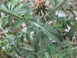 Centaurea iberica. Лист. Кабардино-Балкария, Эльбрусский р-н, окр. с. Бедык, у дороги. 08.08.2018.