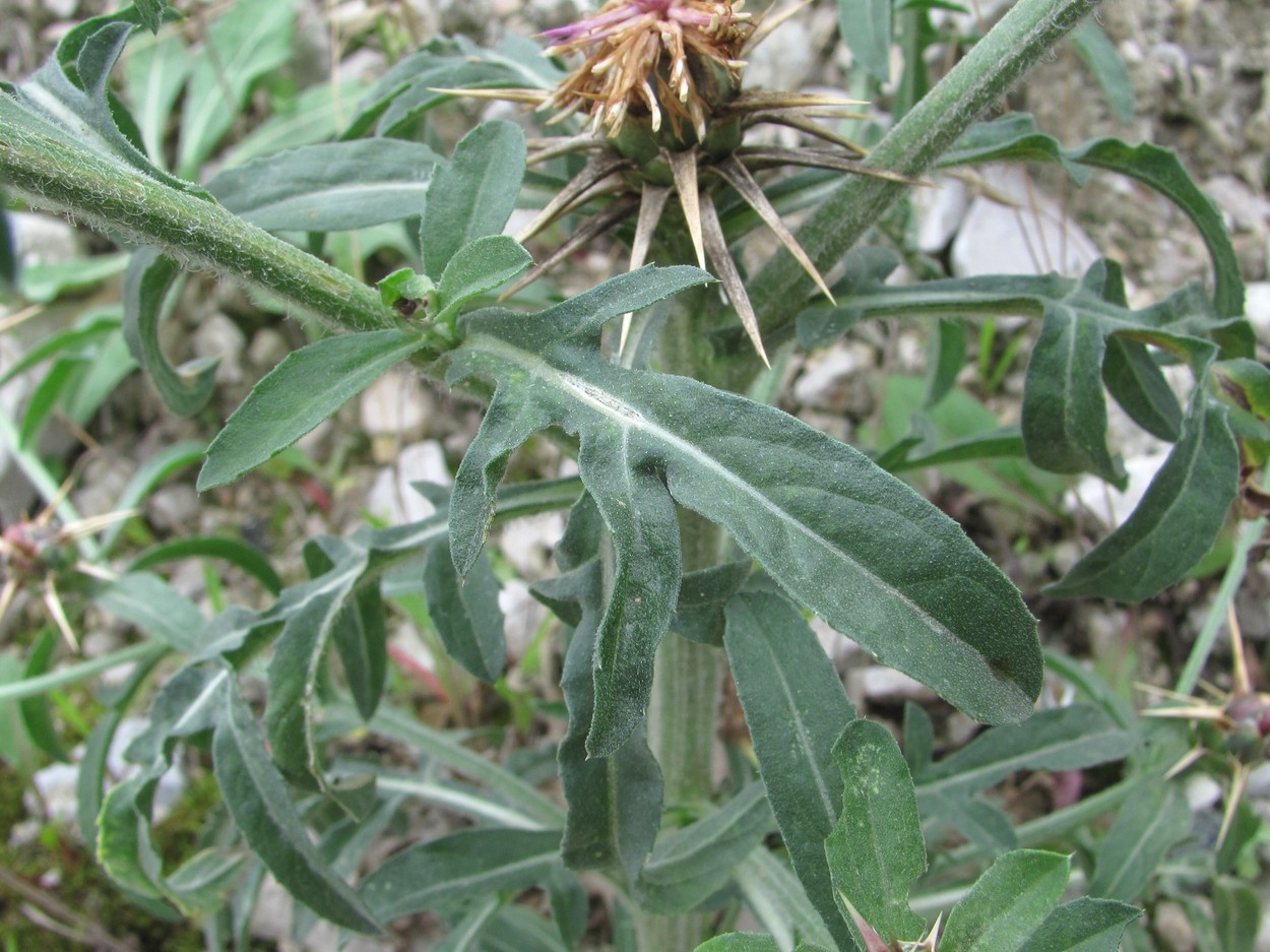 Image of Centaurea iberica specimen.