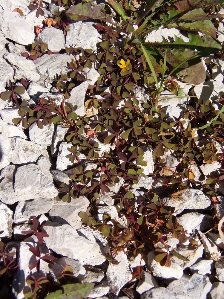 Image of Oxalis corniculata specimen.