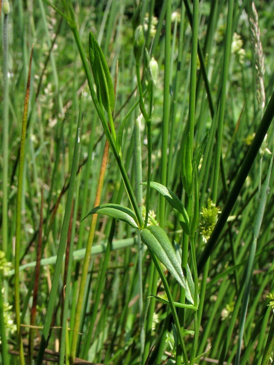 Image of Stellaria graminea specimen.