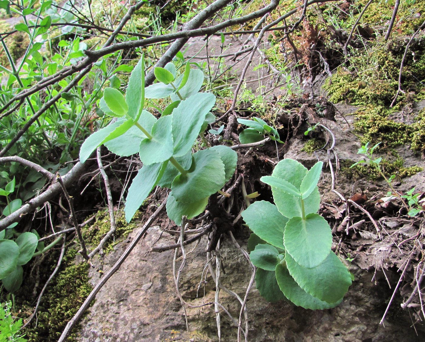 Изображение особи Hylotelephium caucasicum.