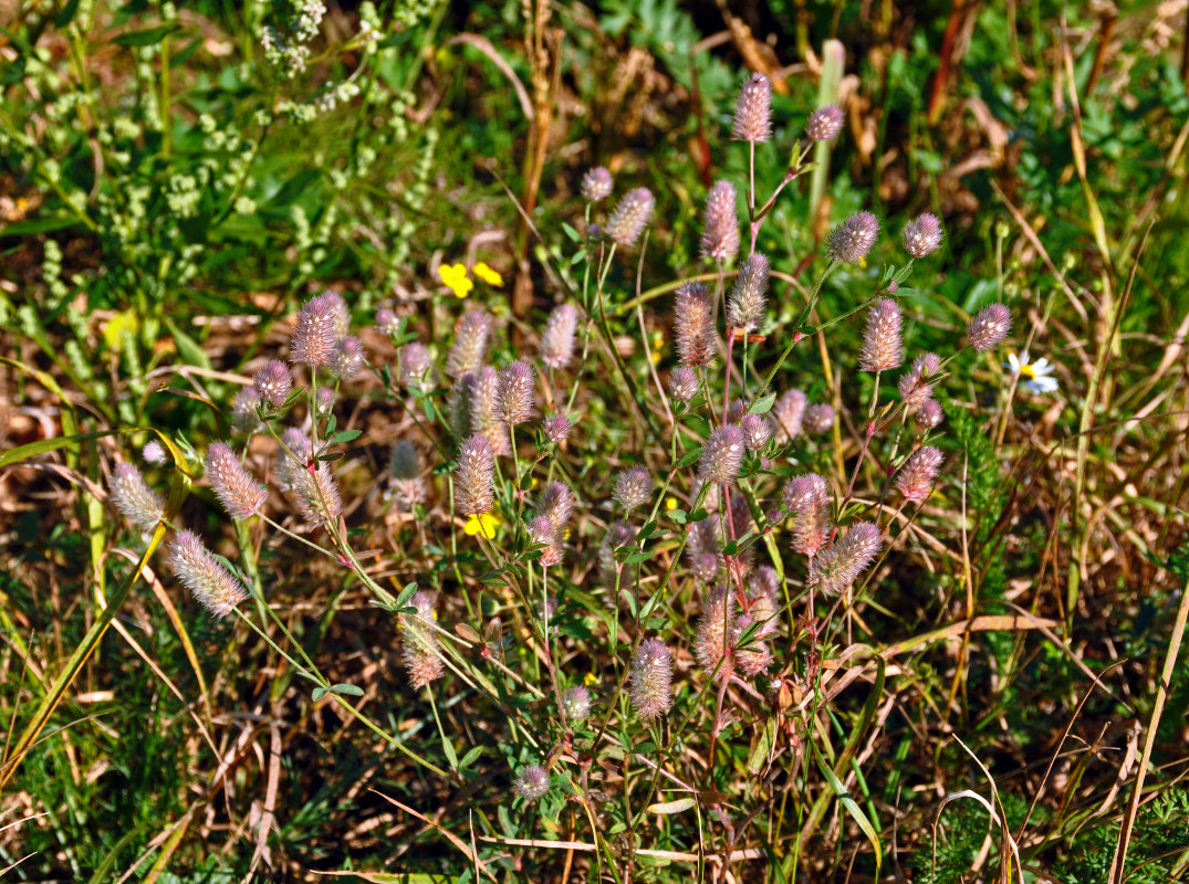 Image of Trifolium arvense specimen.