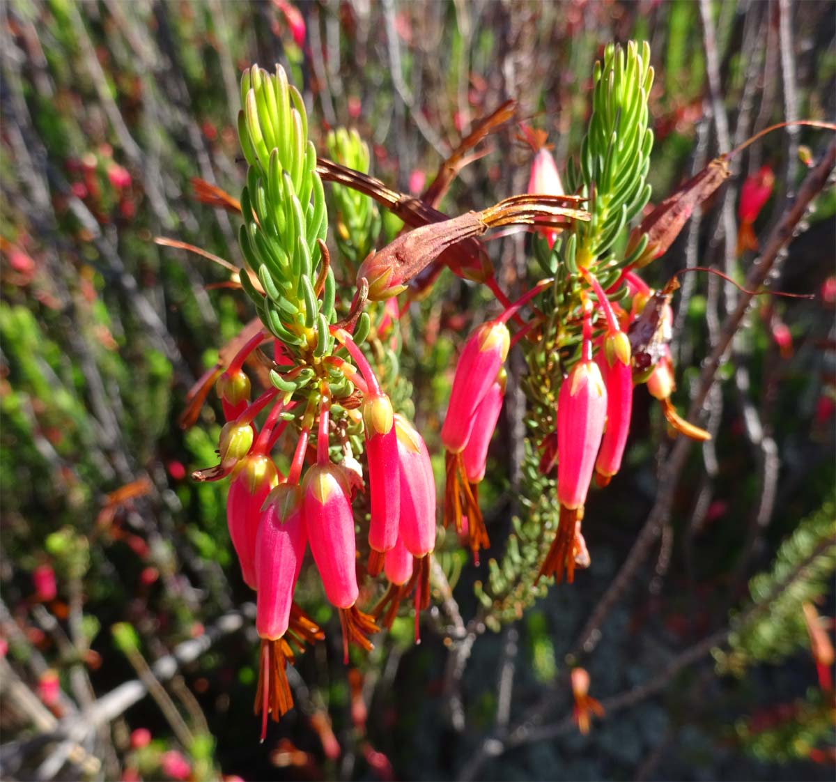 Image of Erica plukenetii specimen.