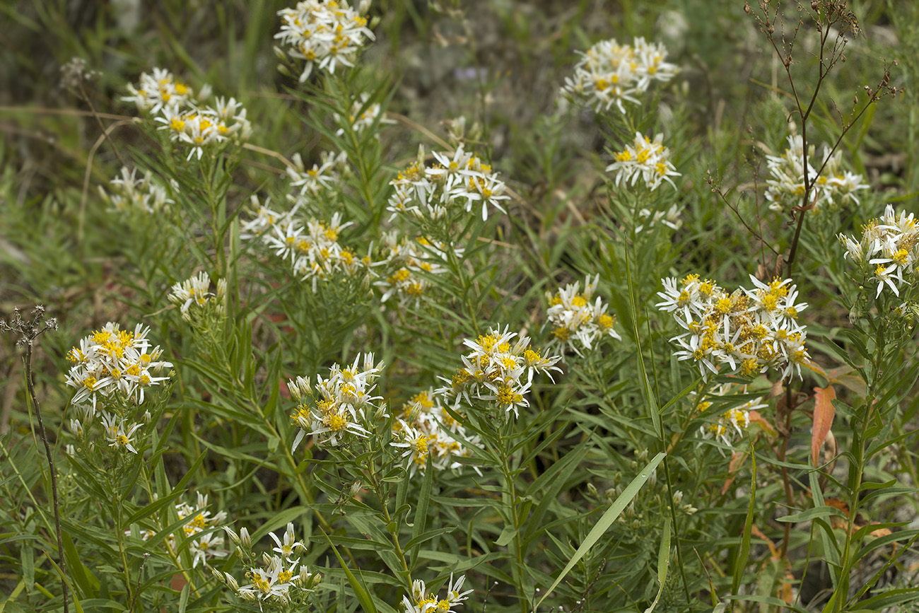 Image of Galatella biflora specimen.