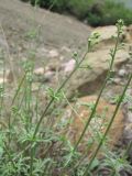 Scrophularia variegata. Верхушка побега с бутонизирующим соцветием. Дагестан, Унцукульский р-н, ок. 700 м н.у.м., каменистый склон горы. 11.05.2018.