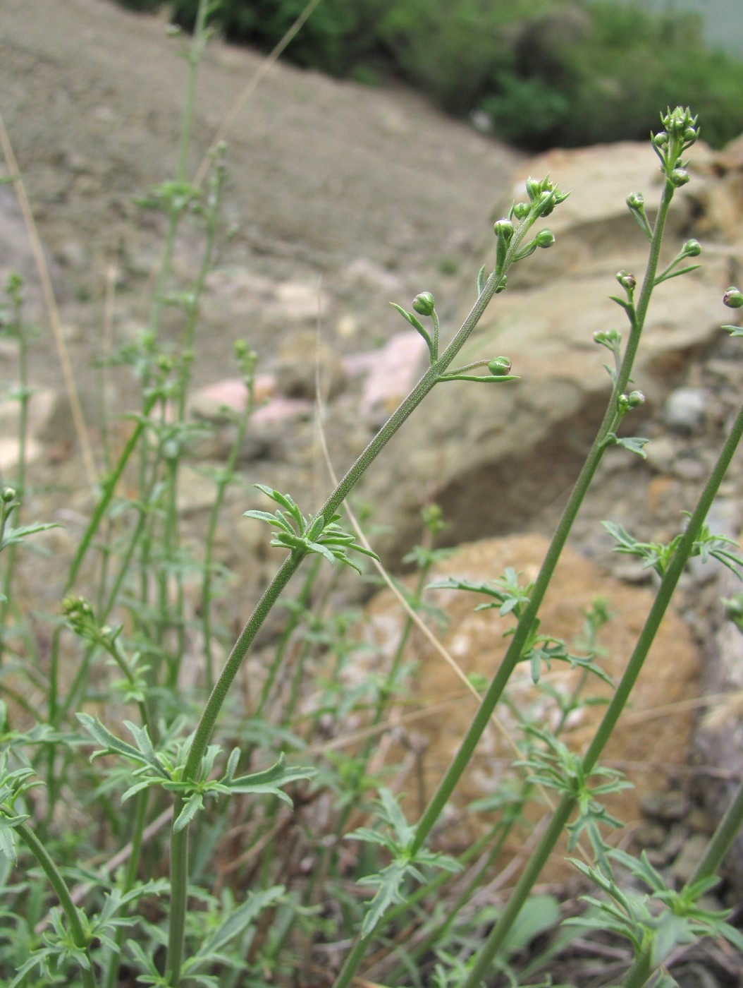 Image of Scrophularia variegata specimen.