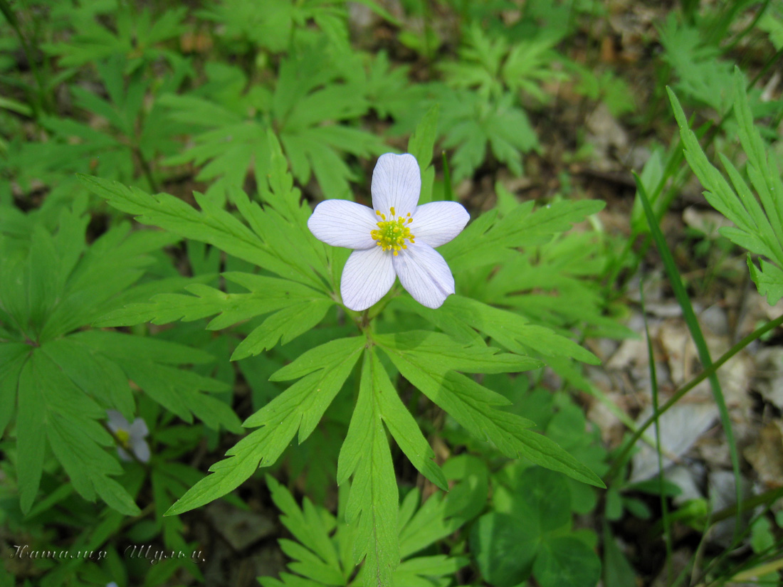 Изображение особи Anemone caerulea.