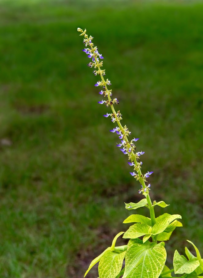 Image of Coleus scutellarioides specimen.