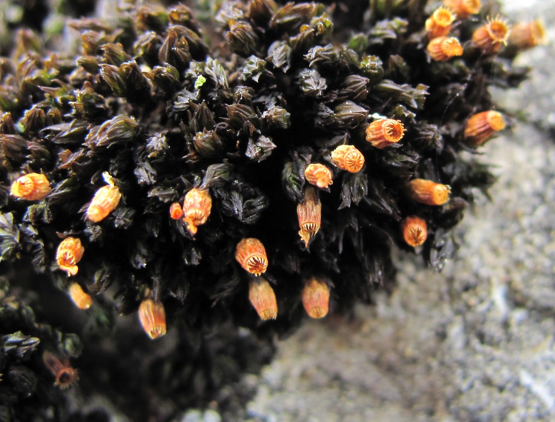 Image of class Bryopsida specimen.