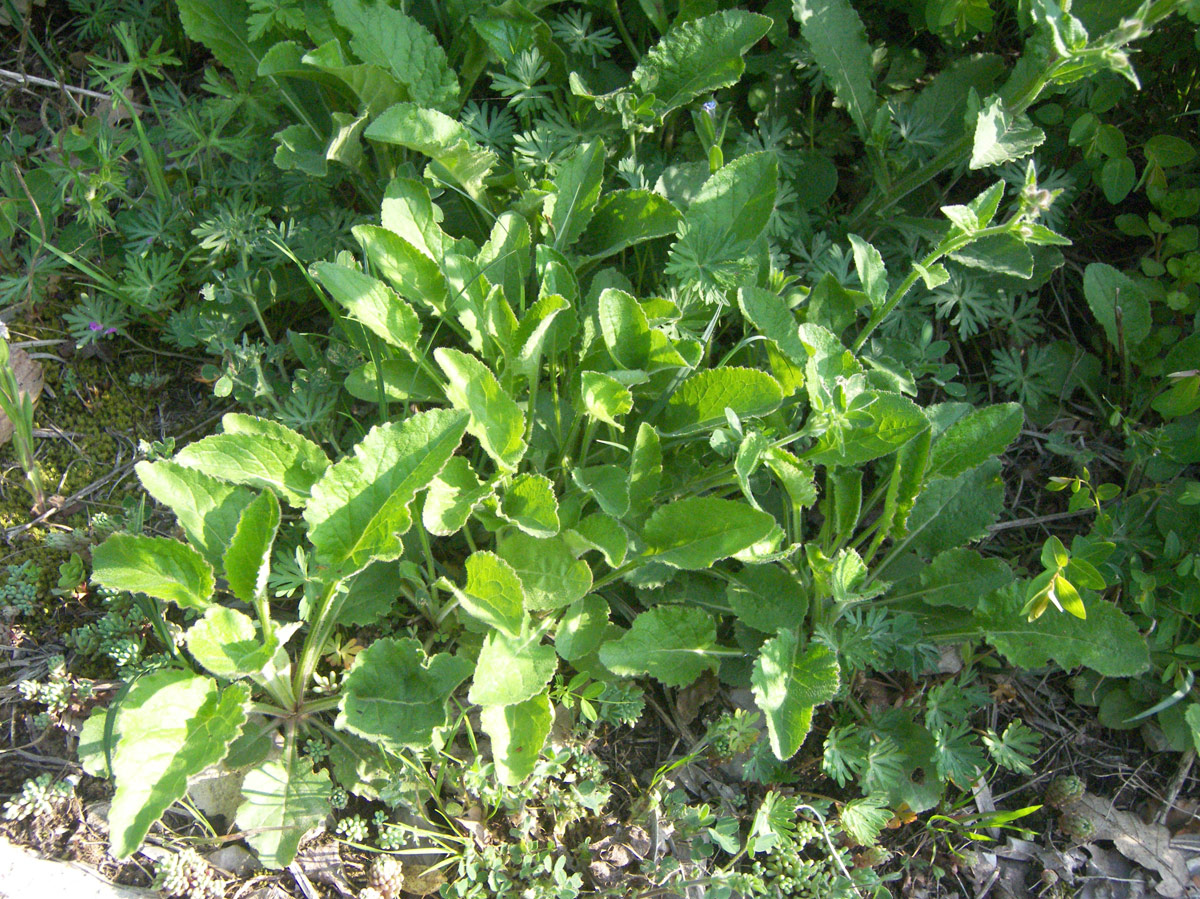 Image of Campanula longistyla specimen.