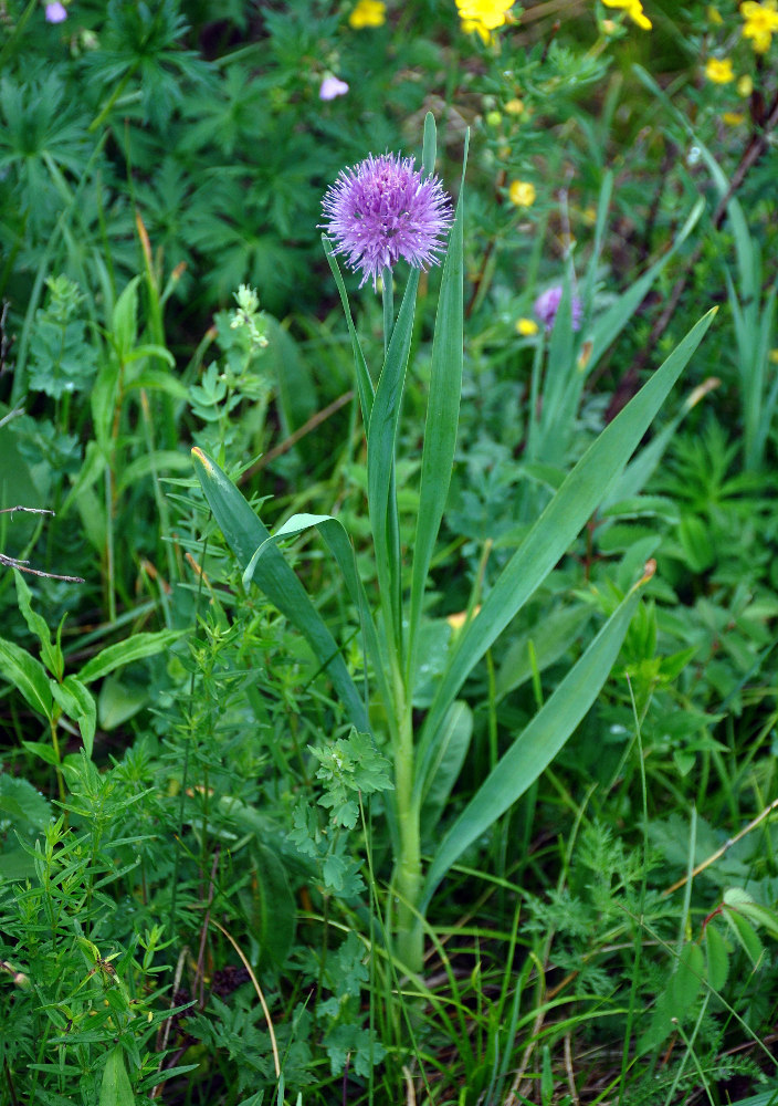 Image of genus Allium specimen.