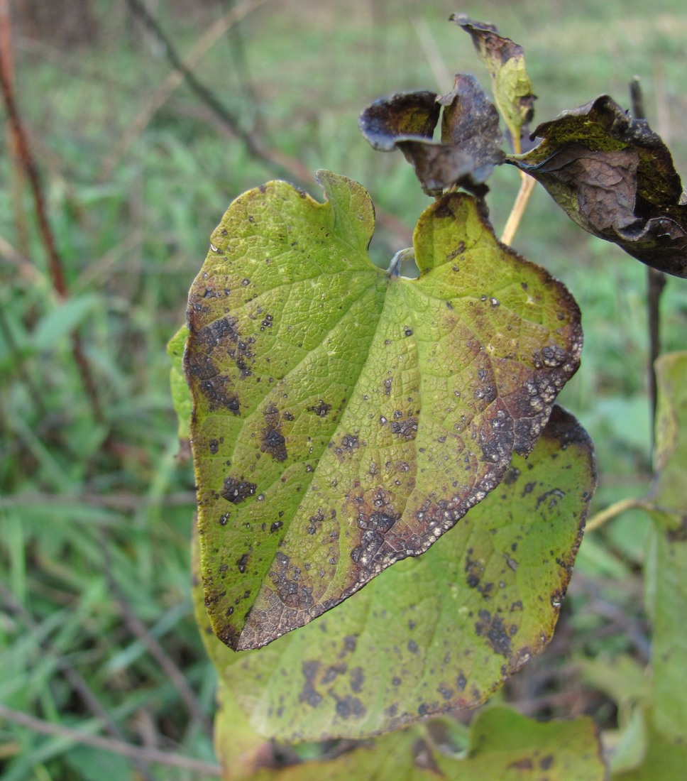 Image of Aristolochia clematitis specimen.