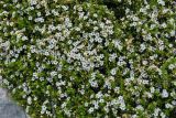 Diosma aspalathoides