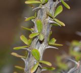 Fouquieria splendens