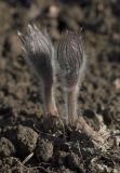 Pulsatilla patens