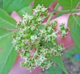 View full-size image Sambucus sibirica