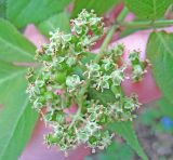 Sambucus sibirica