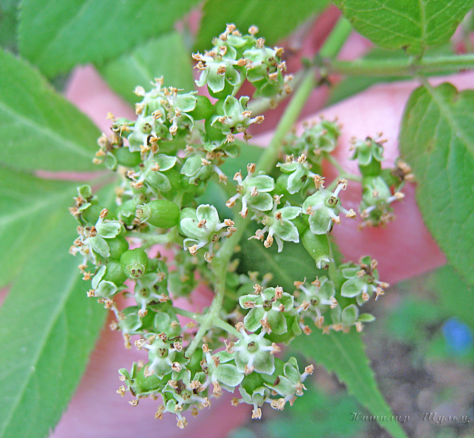 Изображение особи Sambucus sibirica.