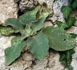 род Verbascum. Вегетирующее растение. Черногория, г. Котор, скальный склон у моря. 08.02.2019.