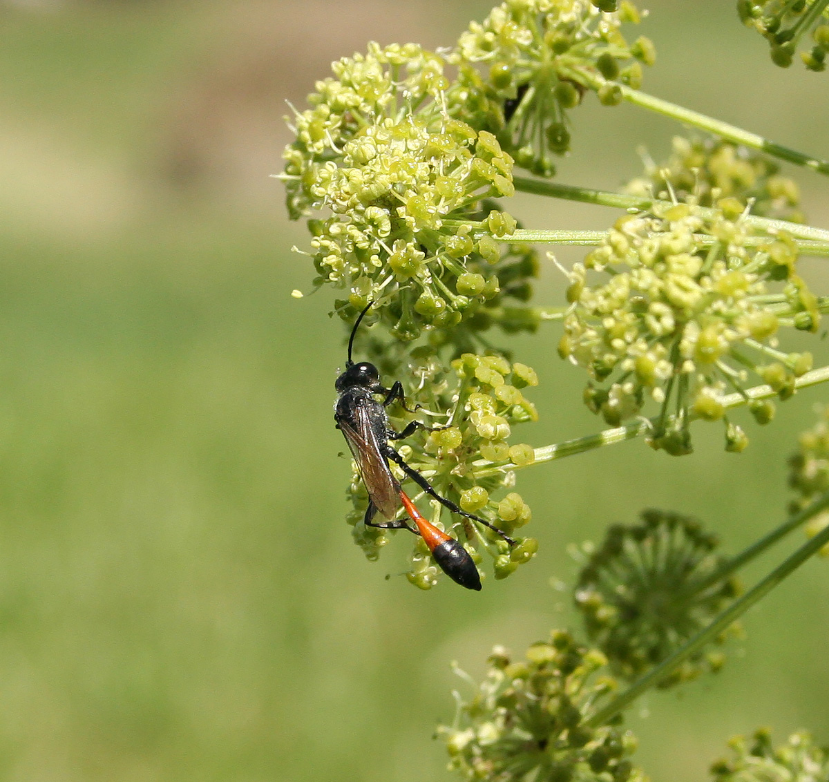 Image of Archangelica decurrens specimen.