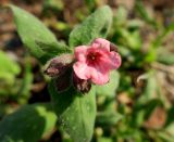 Pulmonaria obscura. Верхушка цветущего растения. Москва, природно-ландшафтный парк \"Зарядье\", в культуре. 21.04.2019.