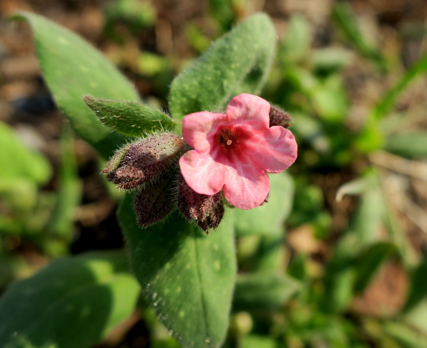 Image of Pulmonaria obscura specimen.