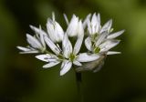 Allium ursinum