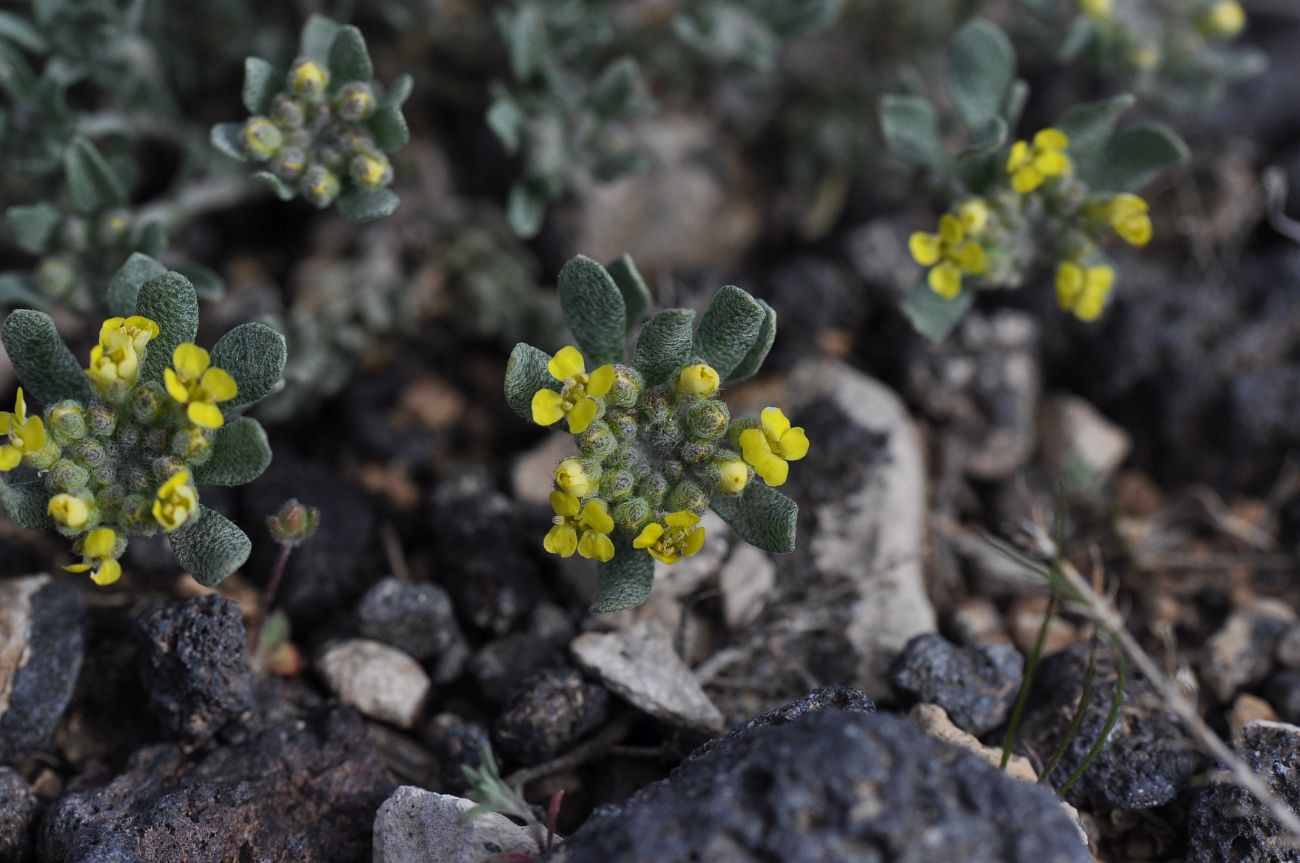 Изображение особи род Alyssum.