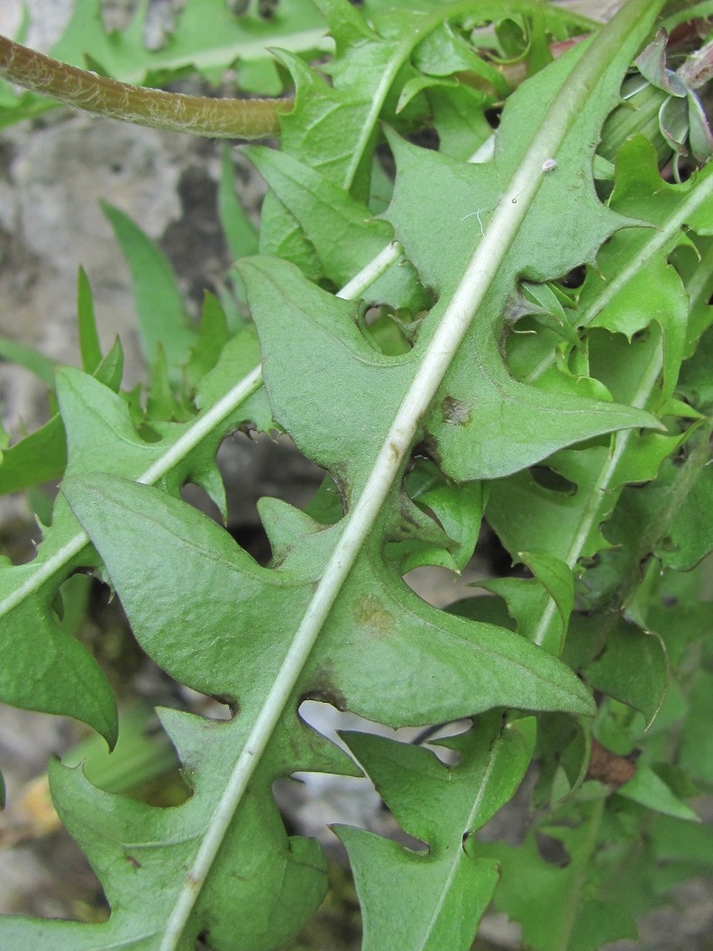 Изображение особи род Taraxacum.