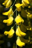 Laburnum anagyroides