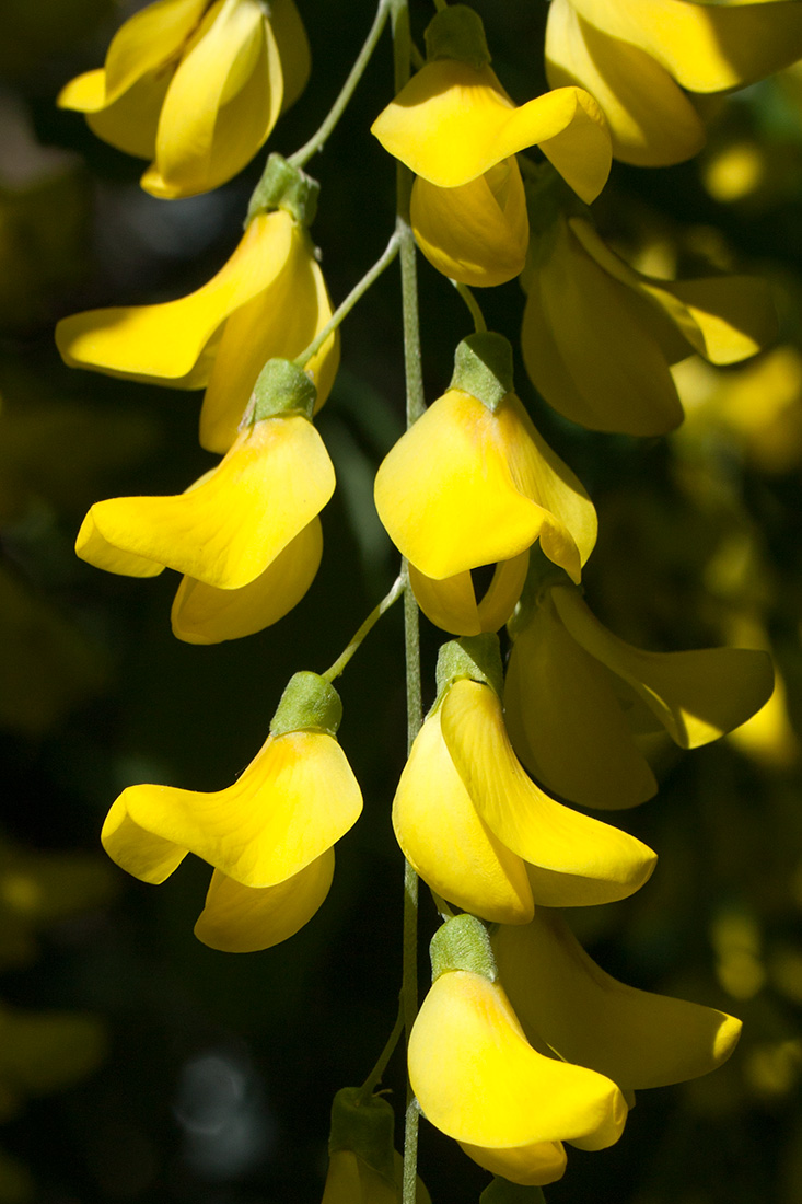 Изображение особи Laburnum anagyroides.