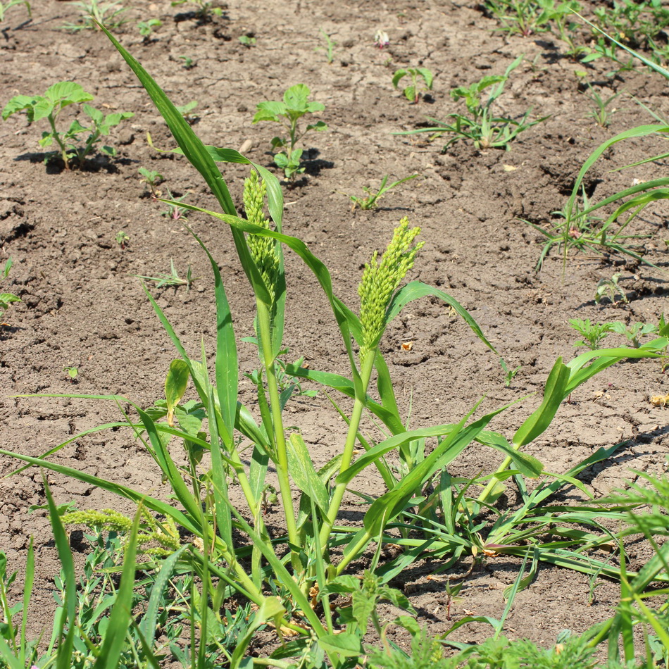 Изображение особи Panicum miliaceum.