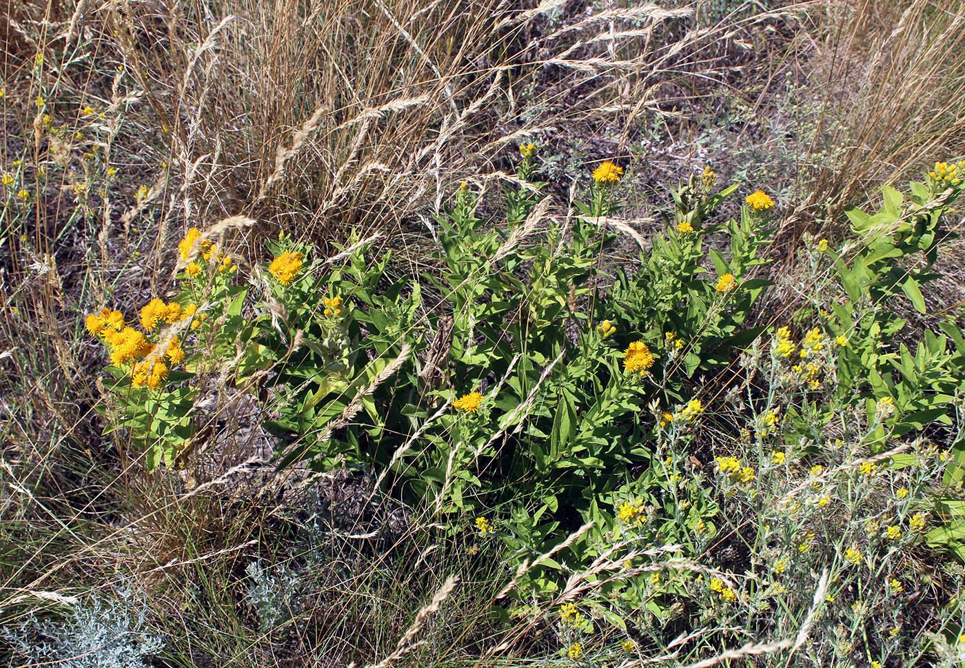 Изображение особи Inula germanica.