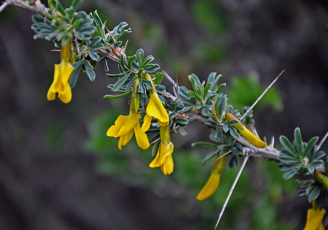 Изображение особи Caragana spinosa.