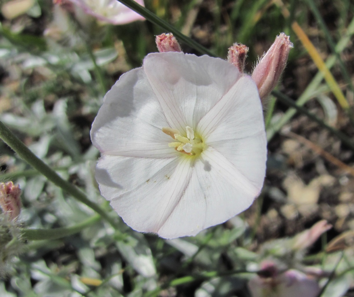 Изображение особи Convolvulus ruprechtii.