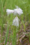 Eriophorum angustifolium. Верхушка плодоносящего растения. Ленинградская обл., Гатчинский р-н, окр. дер. Авколево, карьер \"Елизаветино\", заболоченная луговина у обочины грунтовой дороги. 16.06.2019.