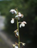 Pyrola rotundifolia. Верхушка отцветающего растения (часть соцветия). Окр. Мурманска, ивняк вдоль просёлочной дороги. 10.08.2019.