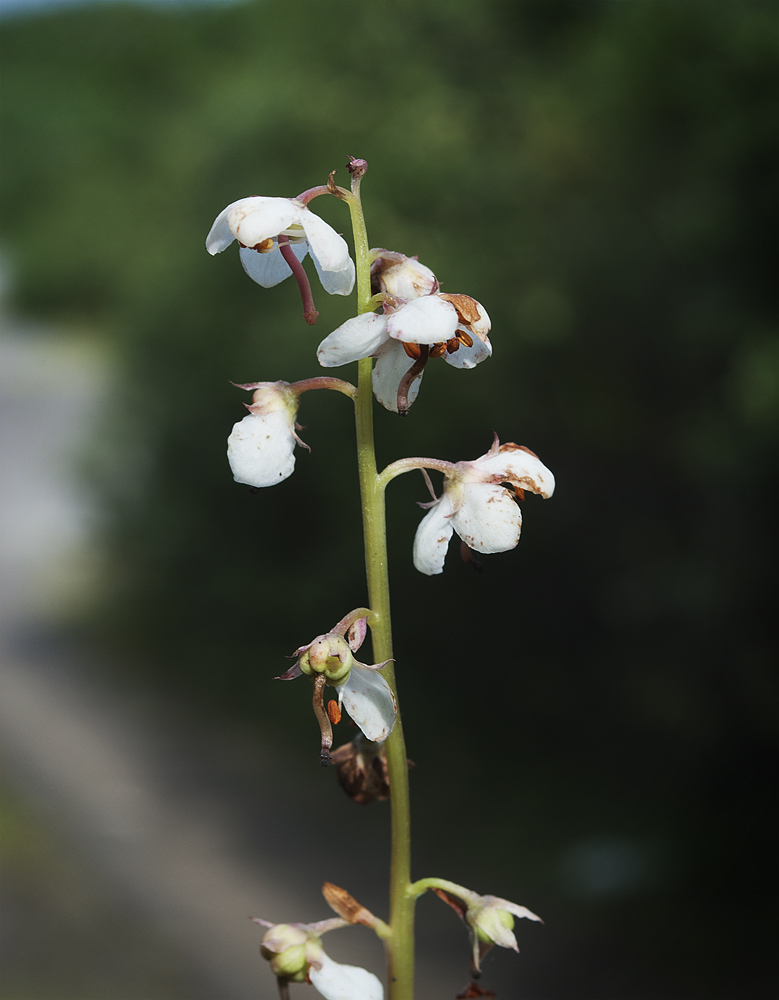 Image of Pyrola rotundifolia specimen.