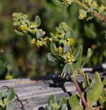 Tetragonia decumbens