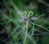 Nigella damascena